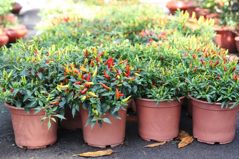 Kiểng nông sản đắt khách ở chợ hoa Tết Sài Gòn ảnh 1